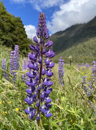 Home Vibrant purple lupine flower in full bloom in a meadow with green grasses, symbolising a warm and inviting welcome to visitors of EcoDream Climber, reflecting growth and natural beauty.